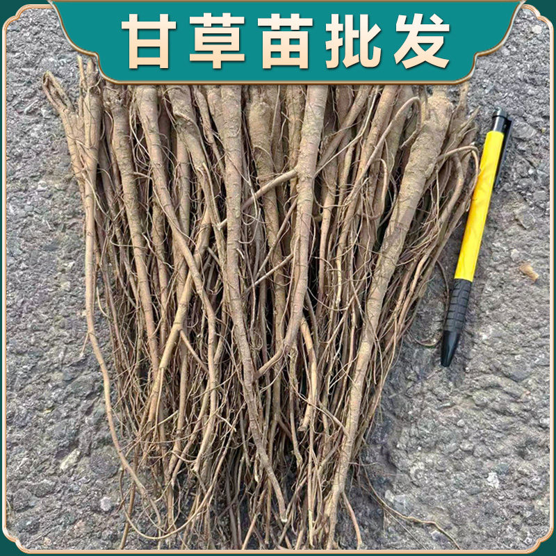 基地直发新鲜采挖甘草苗论斤发中药材甘草根苗带芽发货易种植管理