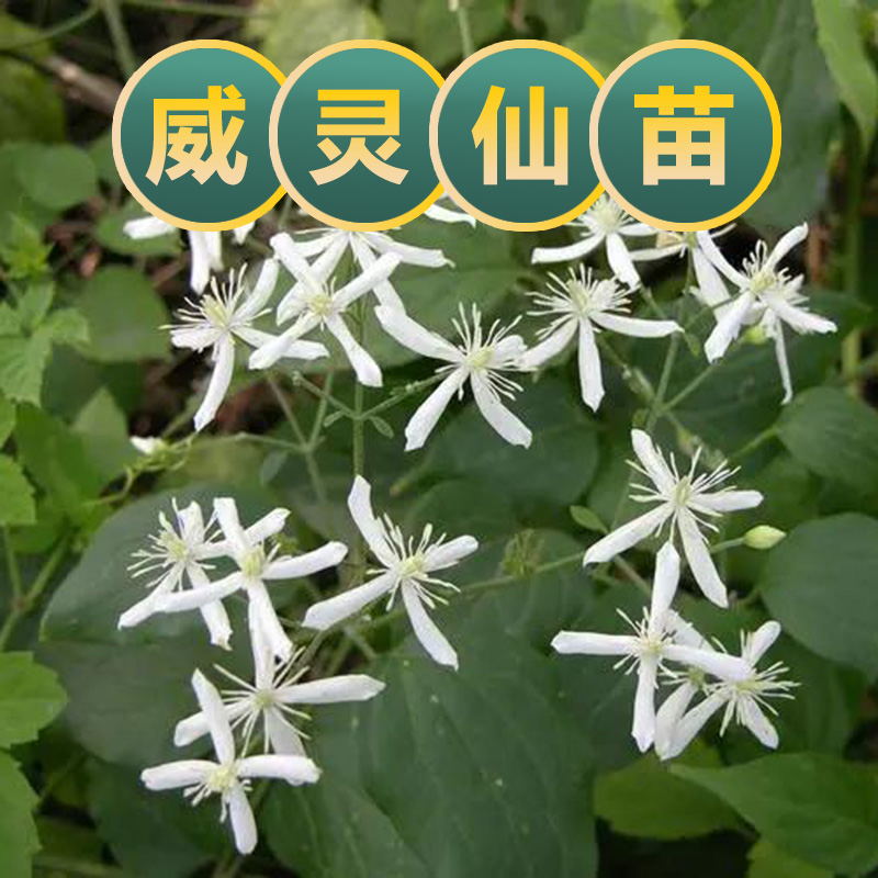 威灵仙苗 现采新鲜威灵仙多年生植物苗铜脚威灵仙根 药用威灵仙藤