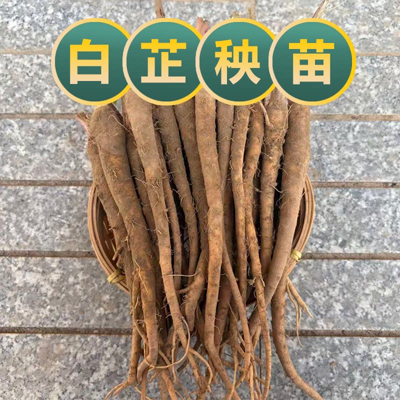 无硫现挖手工现发白芷苗中药材种子古法香料可大规模种植土特产