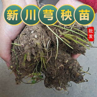 新鲜川芎秧苗药材川芎根茎种子包成活阳台四季盆栽庭院种植可食用