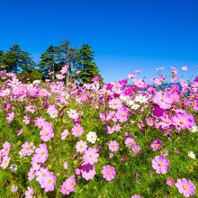 四季格桑花花种籽子格桑花种子七彩波斯菊种子盆栽太阳花种子花籽