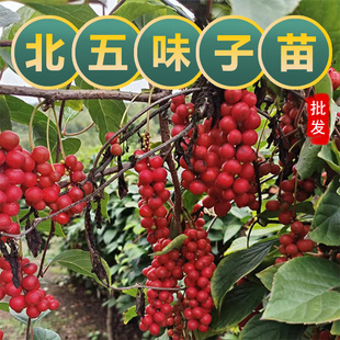 五味子苗中药材苗北五味基地直发中草药苗玄参苗远志苗柴胡苗薤白