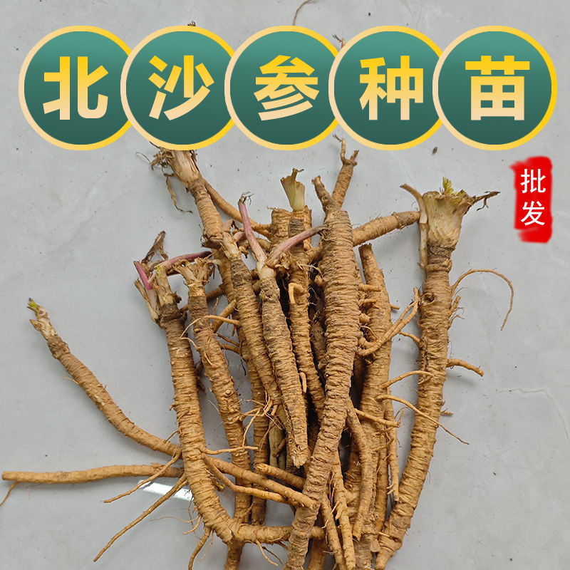 新鲜现挖苗沙参苗论斤卖中草药北沙参种可食用多年生草本耐寒药材