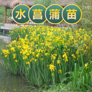 水菖蒲苗水草龙根臭蒲净化水质鱼池龟缸沼泽过滤水培挺水植物造景