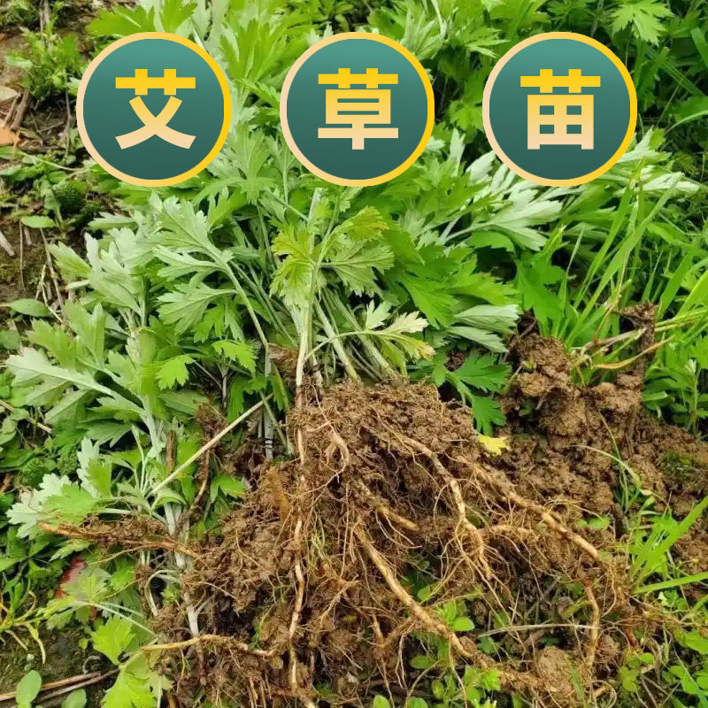 艾草苗新鲜艾草种植苗蕲艾草根驱蚊泡脚艾蒿天然药材艾叶