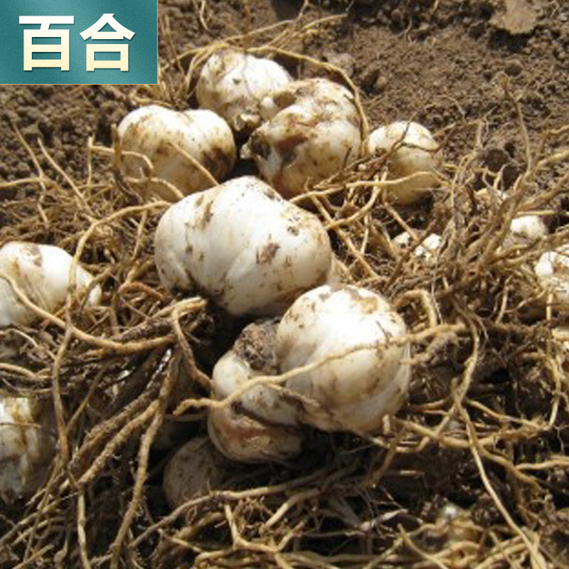现挖食用百合种子种球香水白百合红百合种球新鲜食用百合种孑