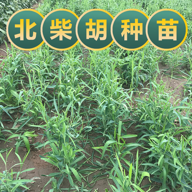 柴胡苗基地现挖北柴胡种籽种苗中草药百草园种苗学生观察研学