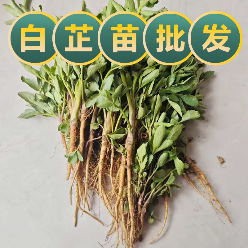 无硫现挖手工现发白芷苗中药材种子古法香料可大规模种植土特产