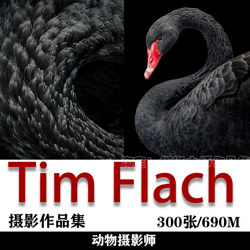 哈苏大师赛获奖摄影师 tim flach 摄影师摄影作品素材