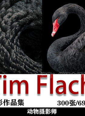 哈苏大师赛获奖摄影师 Tim Flach 摄影师摄影作品素材