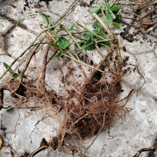 新鲜红活麻根荨麻草红霍麻蝎子咬人草禾麻叶红火麻大活麻根中药材