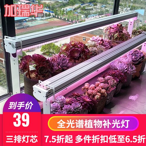 多肉植物灯价格 多肉植物灯图片 星期三