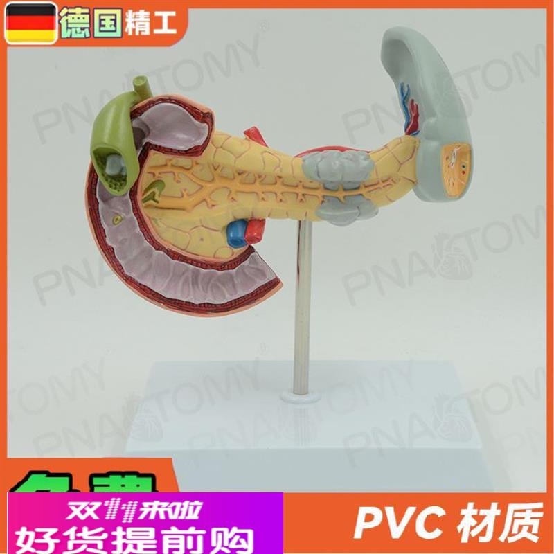 德国】人体内脏解剖胰脾十二指肠胰腺肝模型教学 内科医学教具