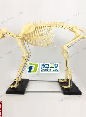 狗骨架动物骨骼宠物s兽医教学模型医用教仪医学教具