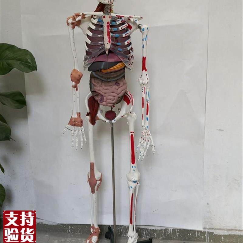 170cm人体骨骼韧带肌肉编码内脏骨架Q模型医用教学讲解