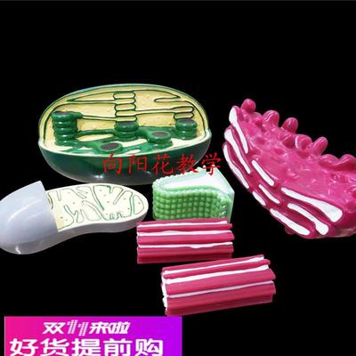 向阳花细胞器结构模型 高中生物仪器 教学器材  厂家直销 包邮
