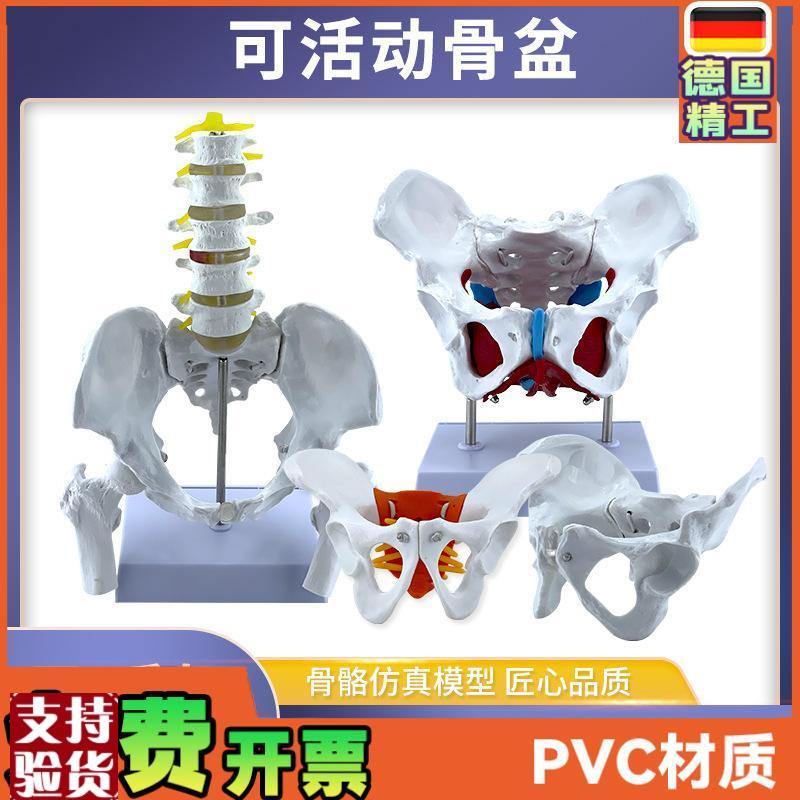 动态女性腰椎骨盆骨骼p模型关节可活动迷你小盆骨产康人体医用骨