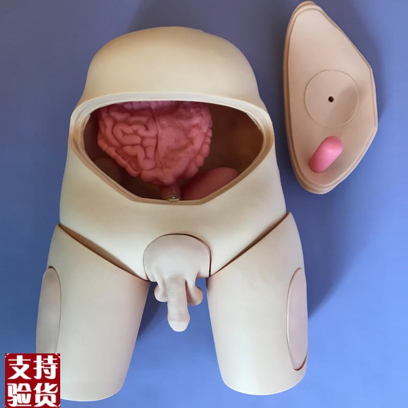 高级导尿a模型男性女性互换导尿示教模型导尿术练习模具生殖器模