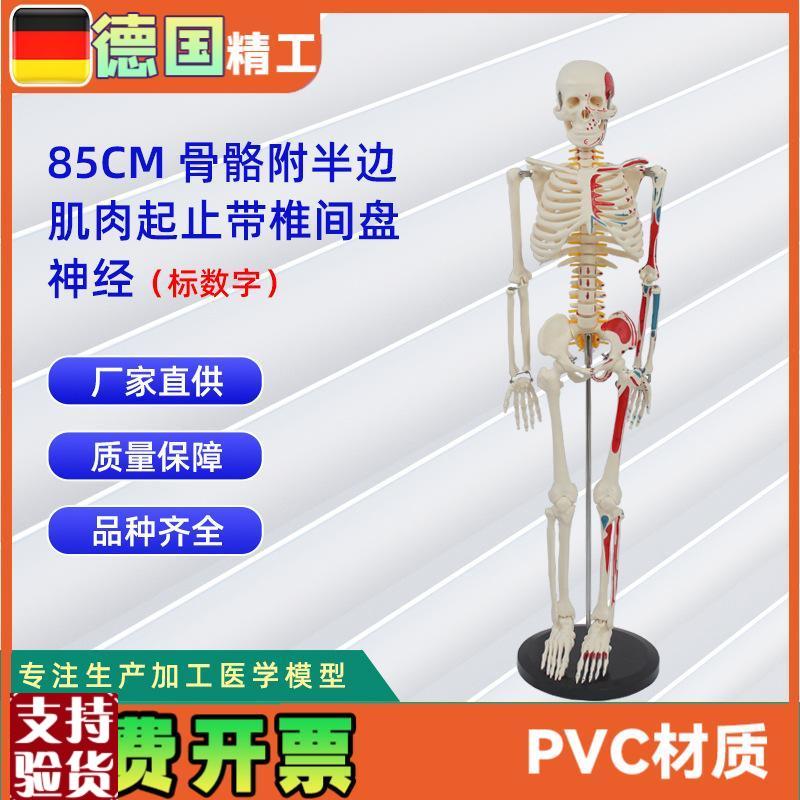85CM附半边肌肉起止带椎间盘神经骨骼J(数字标示)医药教学器材