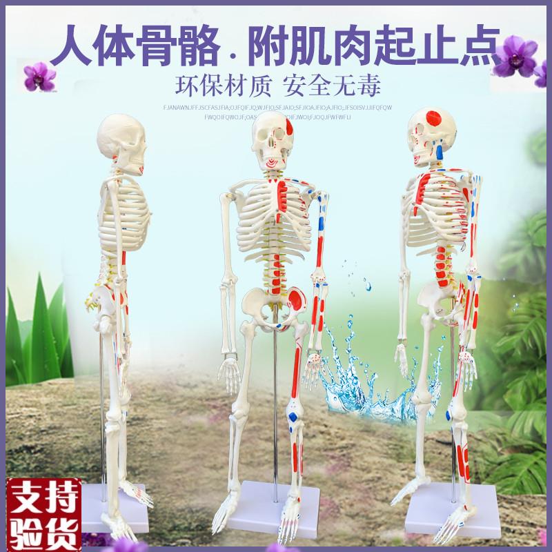 质量上乘新e款85CM人体骨骼模型骨架人体素描教学模型白骨观