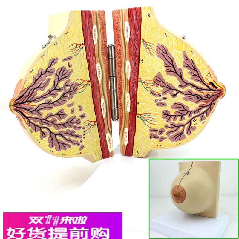 ENOVO颐诺医学女性静止期乳房模型 乳腺解剖青春期生理培训上海解