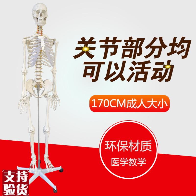 包邮美术艺用医科教学模型170cm人体大骨骼模型骨架X解剖关节模型