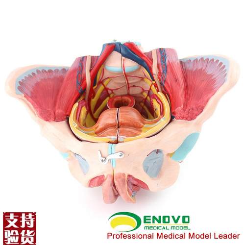 ENOVO颐诺女性骨盆腔模型y血管神经生殖系统子宫妇产科教学模型