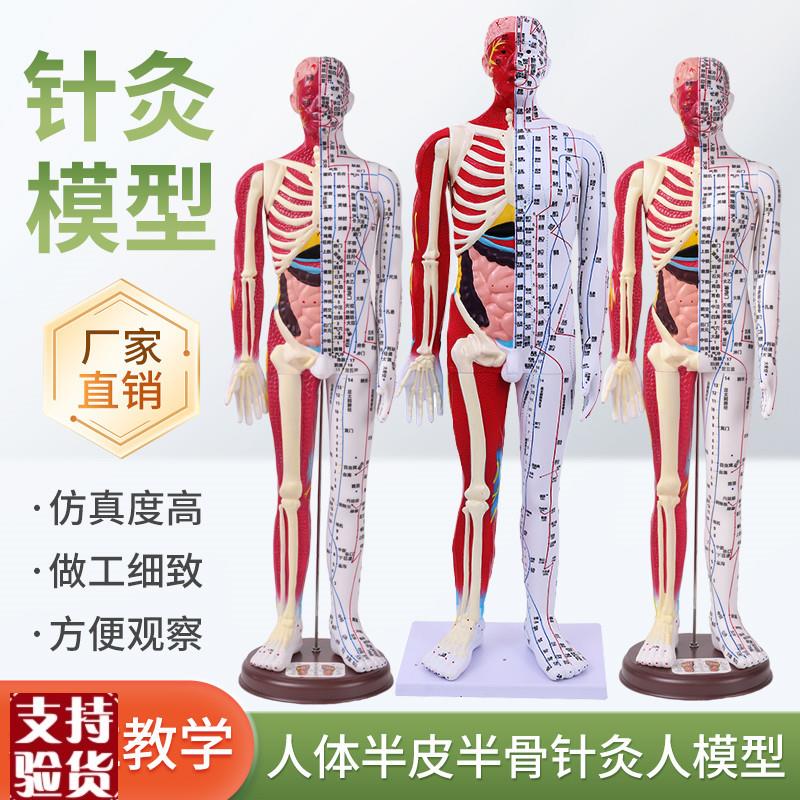 80cm半皮半肌肉解剖60CMy人体穴位模型经络按摩男女针灸中医教学