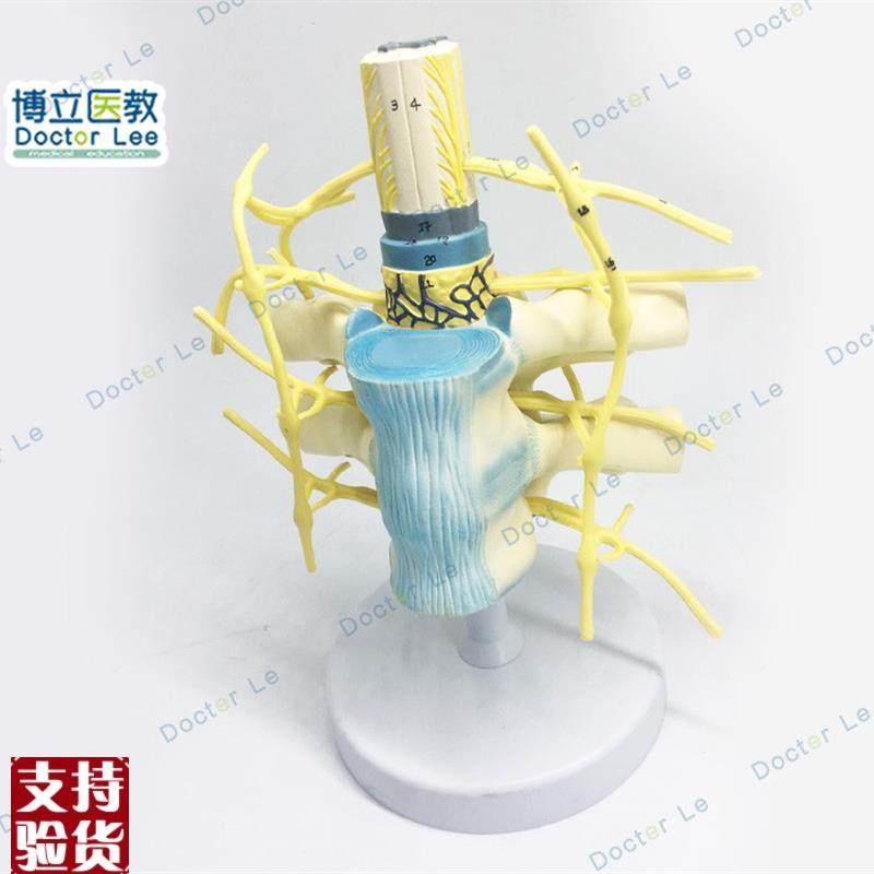 胸椎脊髓脊神经交感神经干模型胸椎模型人体神经U教学教具神经模