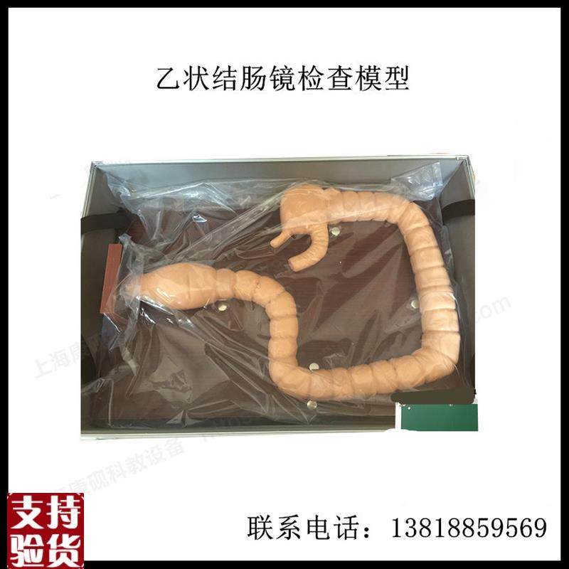 乙状结肠镜g检查模型肠模型肠病变模型