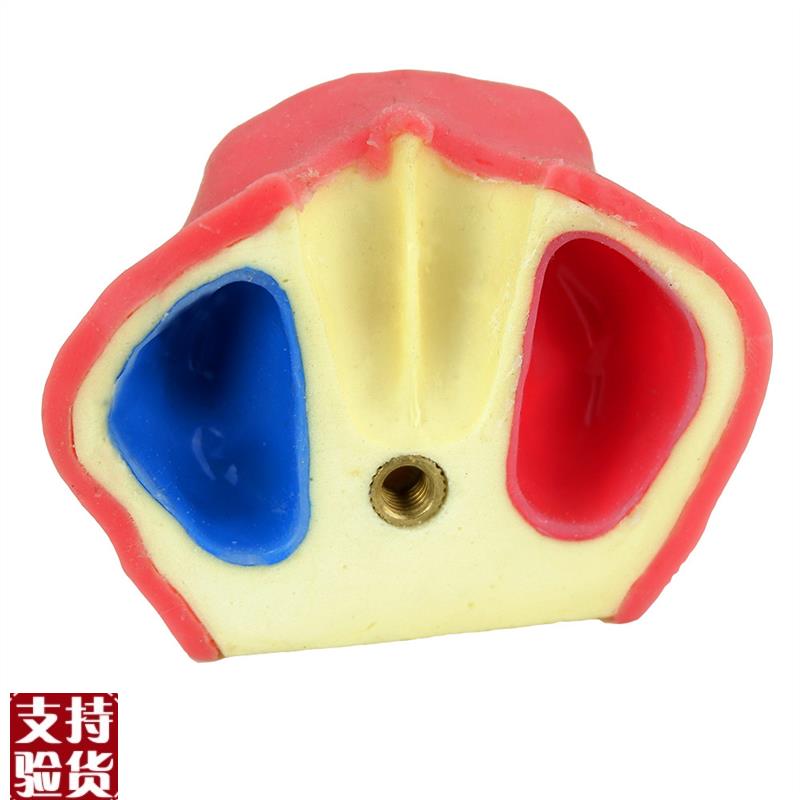 ENOVO口腔牙科种植练习实训操作模型上颌L骨带上颌窦提升练习模型