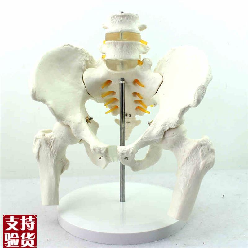 颐诺正品医用人体骨盆附腰椎股骨头模F型骨科1:1骨骼模型骨盆骨科