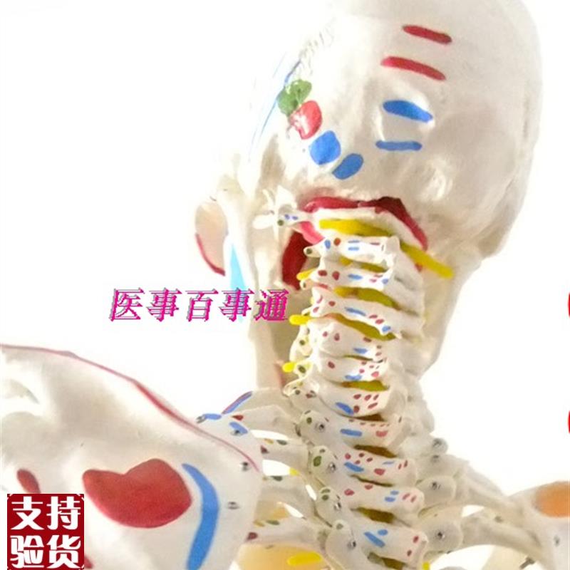 人体骨骼模型带脊柱神经椎间盘肩膝关节I韧带及肌肉着色170cm