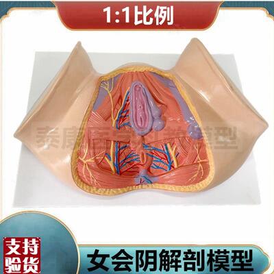1比1女会阴模型产后月子家政培B训技校月嫂练手女骨盆可活动旋转