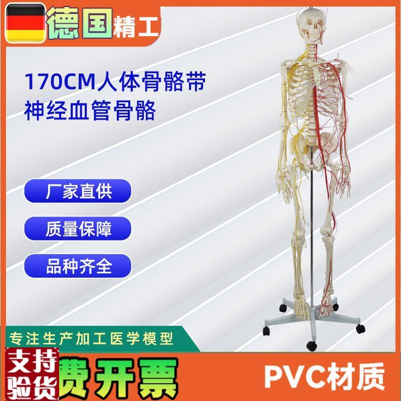 170CM带神经血管u骨骼人体骨骼模型医学展示实验教具