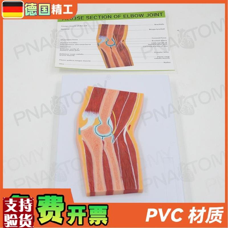 德国】人体MRI肘关节骨骼肌肉剖面G构造解剖模型医学骨科疼痛科教