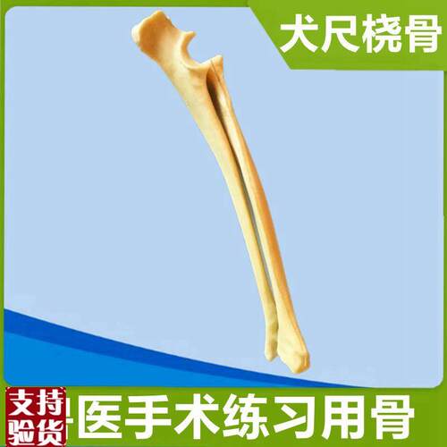 犬骨头模型四肢尺桡骨肱骨后腿股骨胫腓骨动物仿V真骨手术实训用