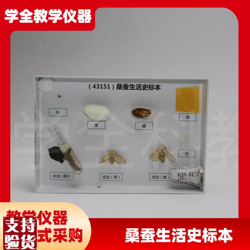 厂家直销蚕宝宝的一生标本桑蚕生命周期蚕蛹O蚕蛾蚕茧试管标本蚕