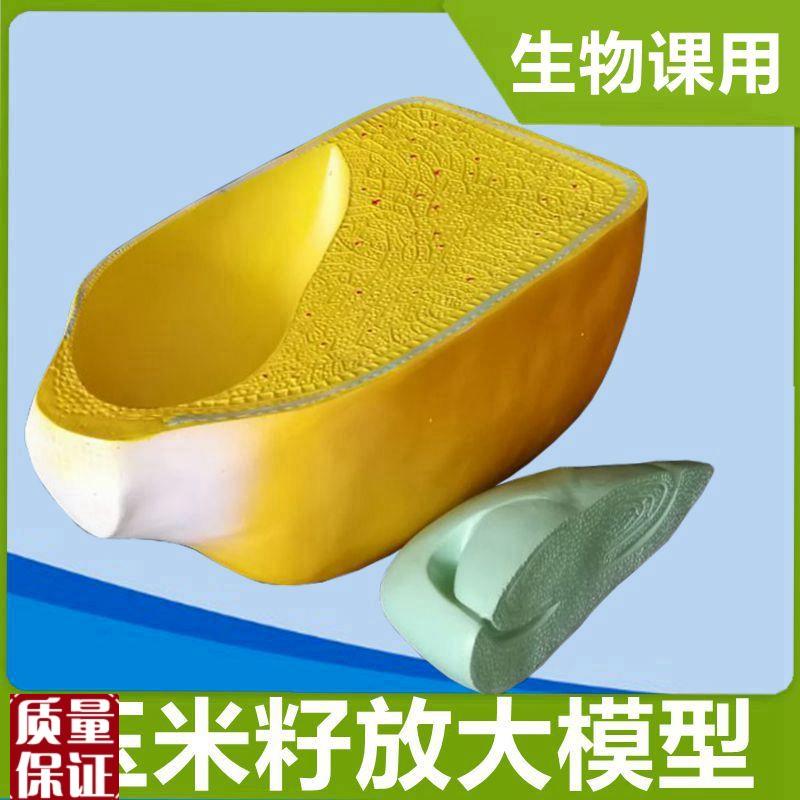 厂家直销玉米籽粒模型胚芽结构种子芽发k育双子叶荠菜胚发育生物