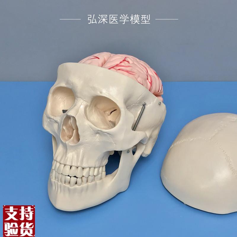 人体头颅骨模型附带大脑动脉x血管骷髅头骨骼解剖结构可拆8块教学