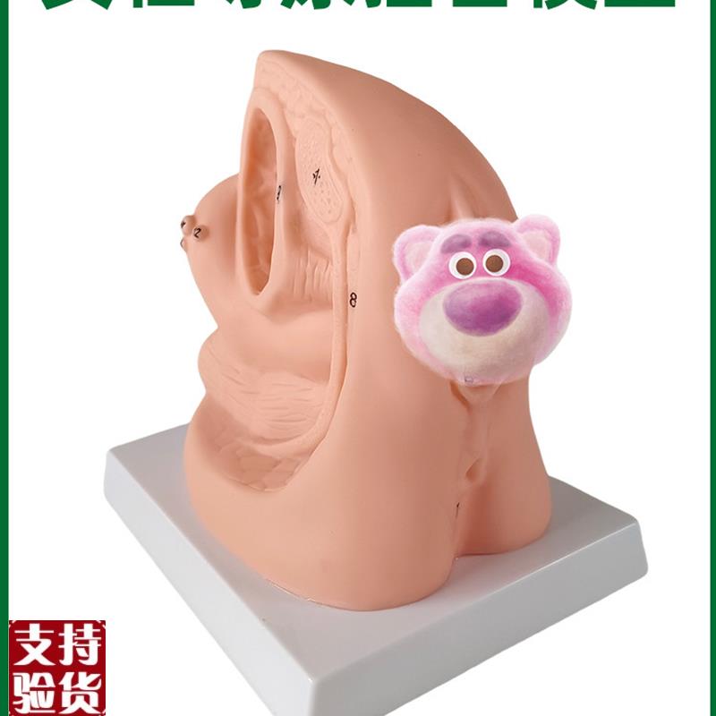 女性导尿插管模型男用女用膀胱C输尿管造影模具假人教学教具