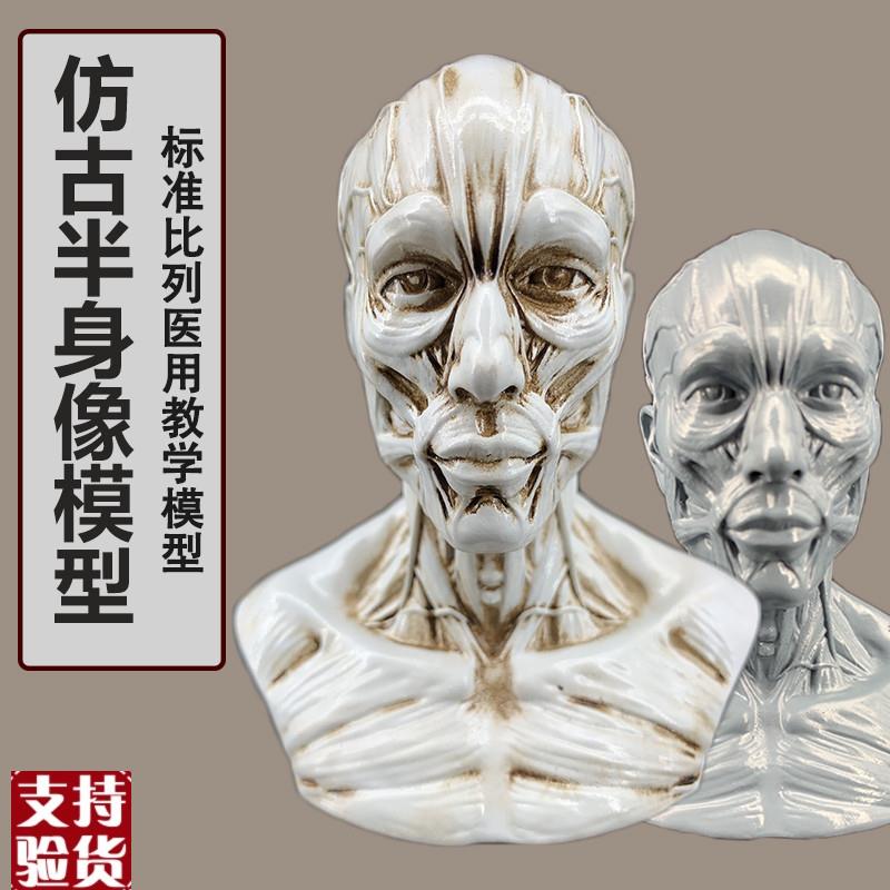 艺用人体肌肉头雕素体静物绘画参考头骨模型P美术半身像摆件造景