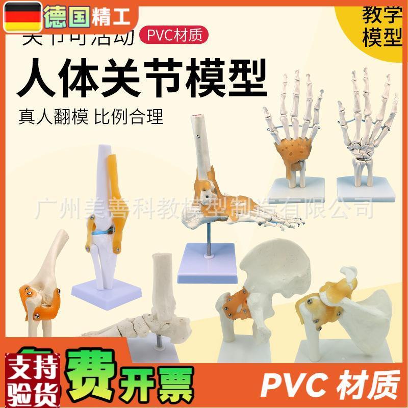 人体膝关节功能模型肩关节肘v关节手关节脚关节髋关节可动骨骼模