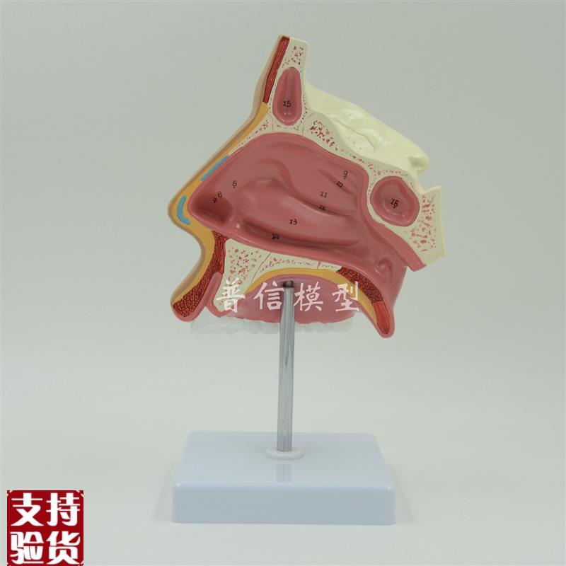 普信放大鼻腔模型鼻腔解剖鼻子模型五官科眼T耳鼻喉医用模型