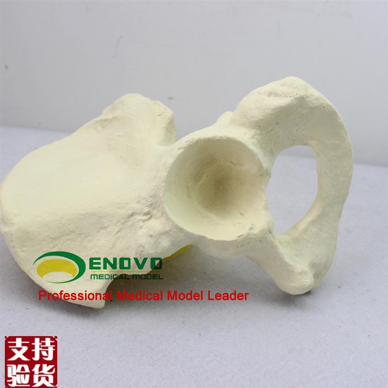 骨科手术摸拟Shawbone仿真骨人工合成骨髂骨模型人体骨骼模型