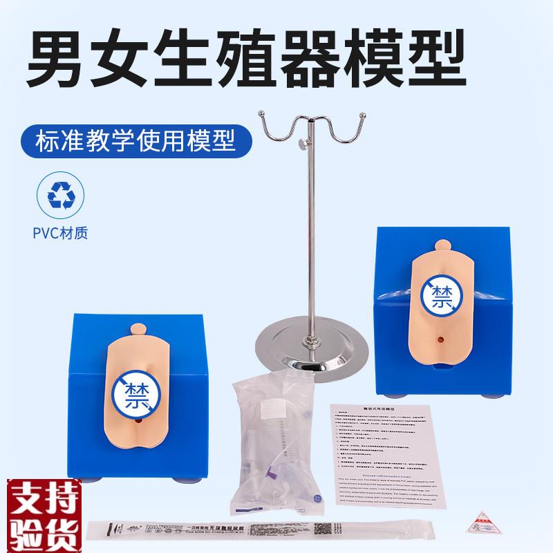 正品高级着装式男性导尿模v型简易导尿模型男性内外生殖解剖模型