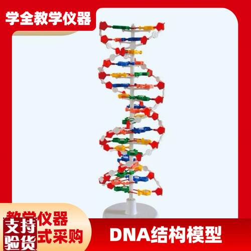 DNA双螺旋结构模型组件J33306高中学G生用生物实验器材dna教学仪