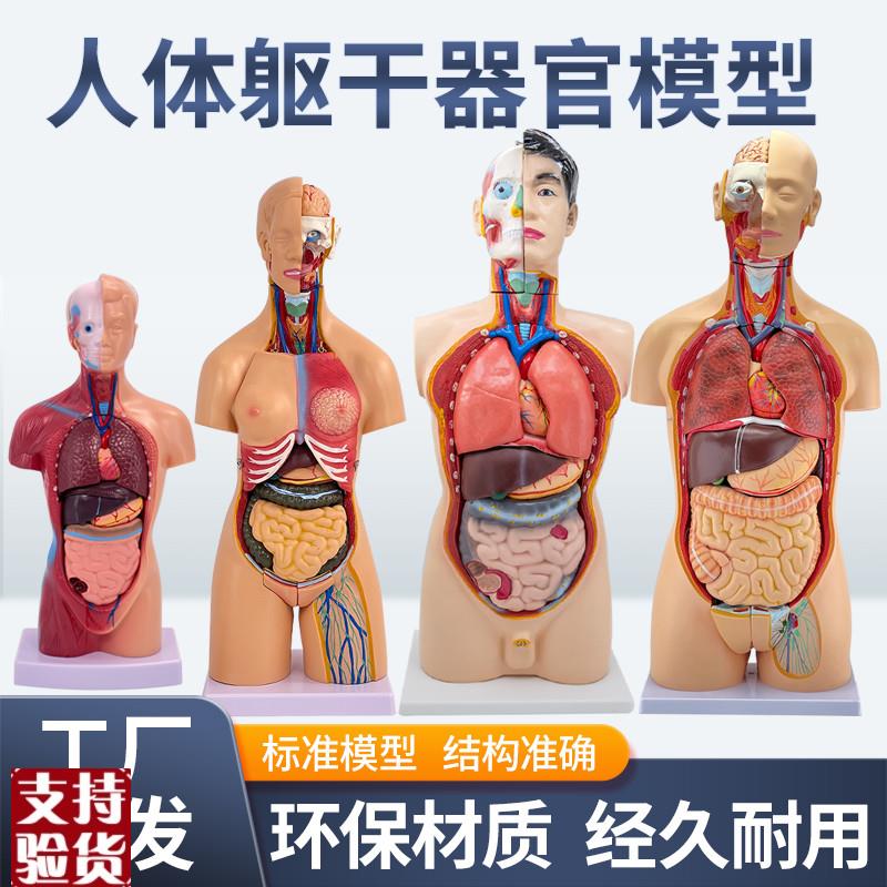 人体器官结构解剖模型p儿童玩具内脏大脑心脏躯干模特教学拆卸拼