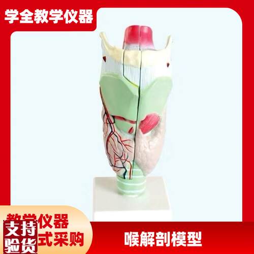 喉咙解剖咽喉模型放o大标本喉部血管甲状腺喉结头医院教学模型