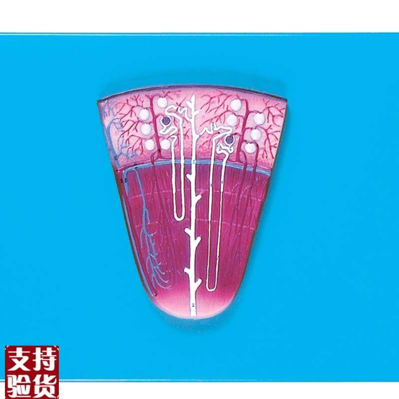 肾与肾单位肾i小球放大模型/解剖模型A14007